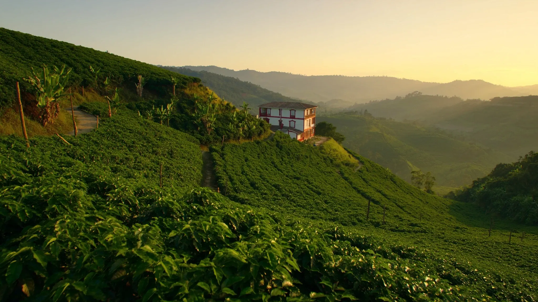 Cafetales de la finca al atardecer.